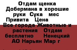 Отдам щенка Добермана в хорошие руки. Сука 5 мес. Привита › Цена ­ 5 000 - Все города Животные и растения » Отдам бесплатно   . Ненецкий АО,Нарьян-Мар г.